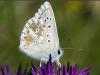 Common Blue, Slovenia